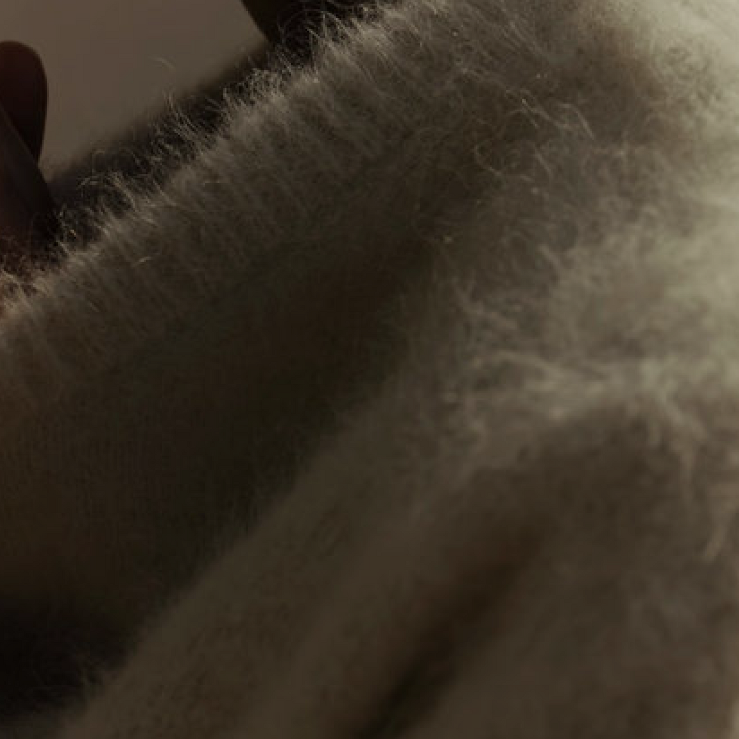 (Test) The Ultimate Guide to Protecting Your Cashmere from Moths